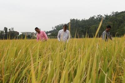 珠海有機(jī)米首獲名牌農(nóng)產(chǎn)品金獎(jiǎng)，開(kāi)創(chuàng)健康食品新篇章