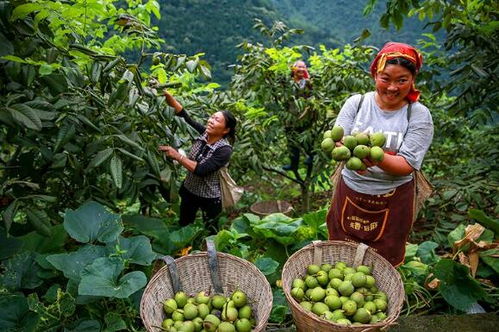 金口河區(qū) 推行食用農(nóng)產(chǎn)品“帶證上市”，守護(hù)百姓“舌尖上的安全”